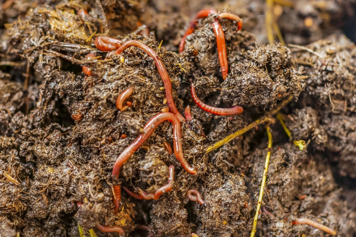 Found bugs in your compost? Good!