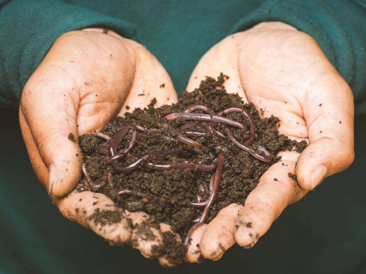 Become a Worm Farming Expert!