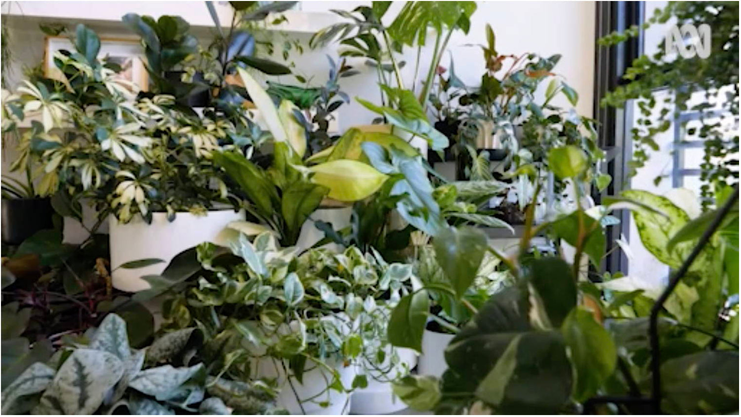 Feed #65 - Regrowing food scraps & a real indoor jungle!