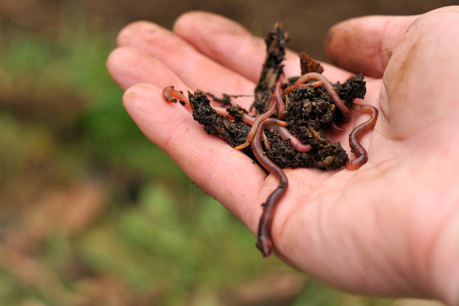 Everything You Need to Know About Compost Worms